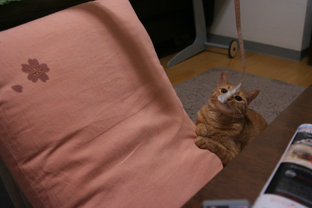 紐で遊んでもらっている猫
