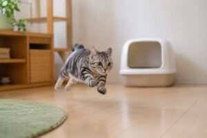 トイレハイになってる猫