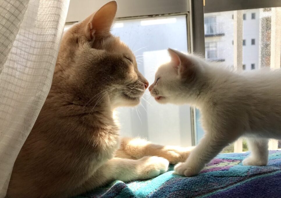新入りの子猫と挨拶する先住猫