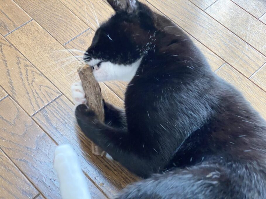 マタタビにかじりつく猫