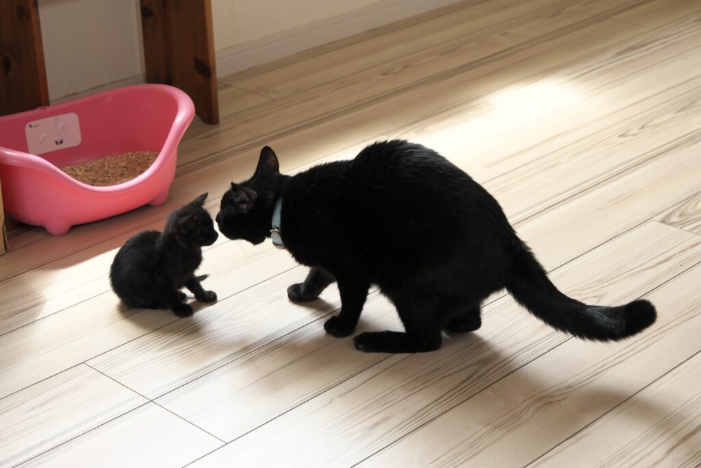 子猫のにおいをかぐ先住猫