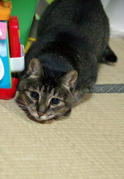 おめめまんまるで、おしりフリフリしてロックオンしてる猫