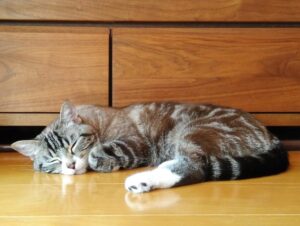 フローリングで眠る猫