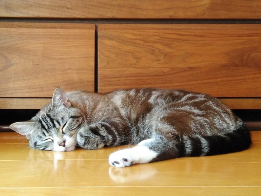 フローリングで眠る猫