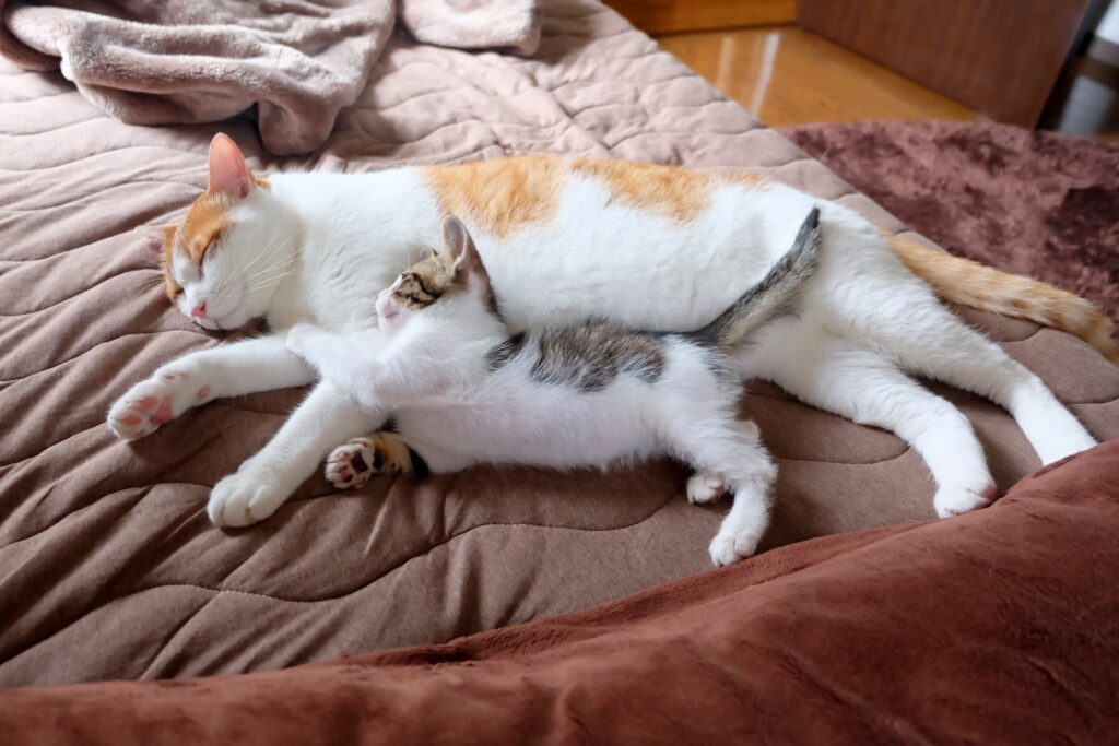先住猫と一緒に眠る子猫