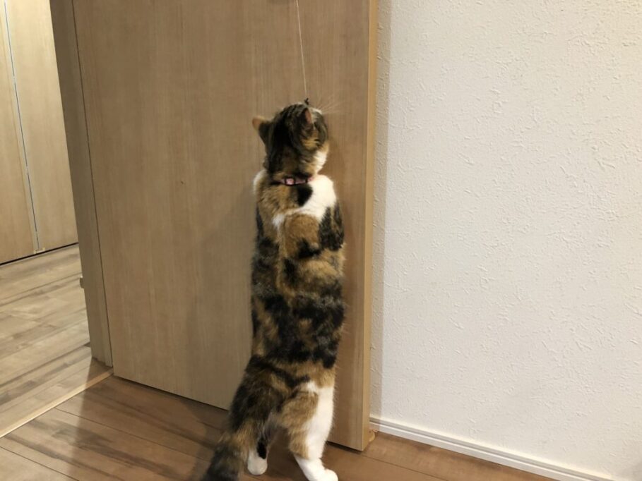 立ち上がってヒモをつかまえようとしている猫
