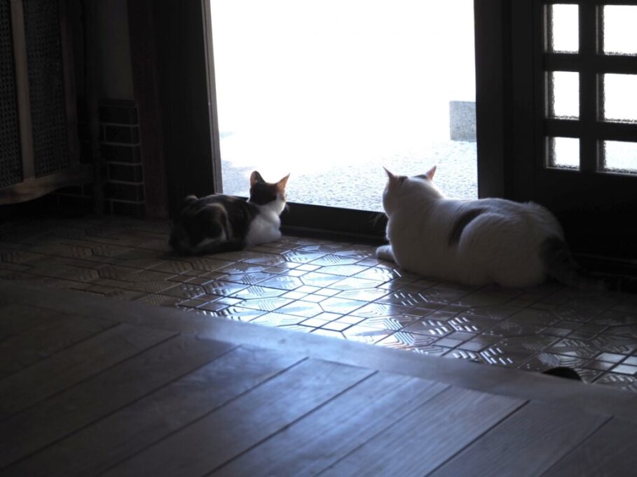 先住猫と新入り猫の平和な時間