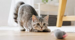おめめまんまるで、お尻フリフリしておもちゃを狙ってる子猫