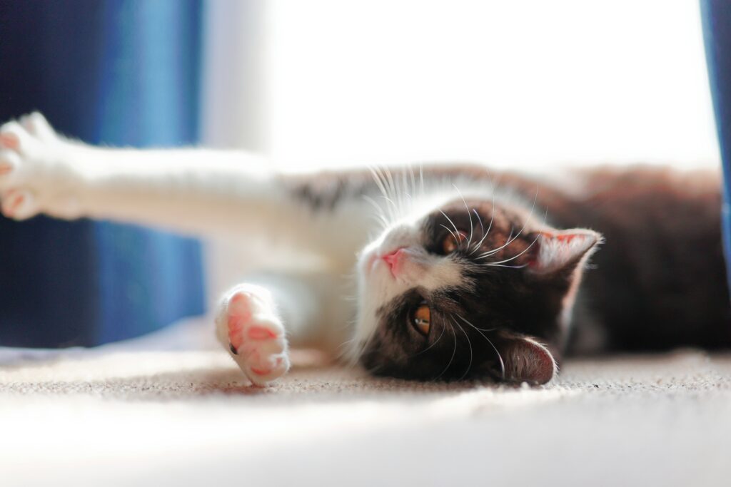 ひなたぼっこしながら、のびーする猫