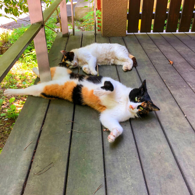 ウッドデッキの上でひっくり返って寝てる猫