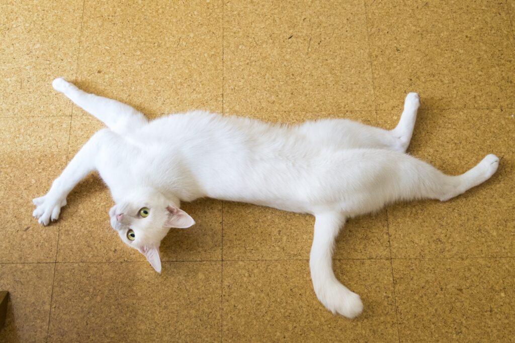 床に寝転がってアピールする猫