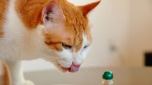 またたびパウダーを味わう猫
