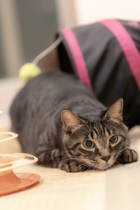 おめめまんまるで獲物を狙ってる猫