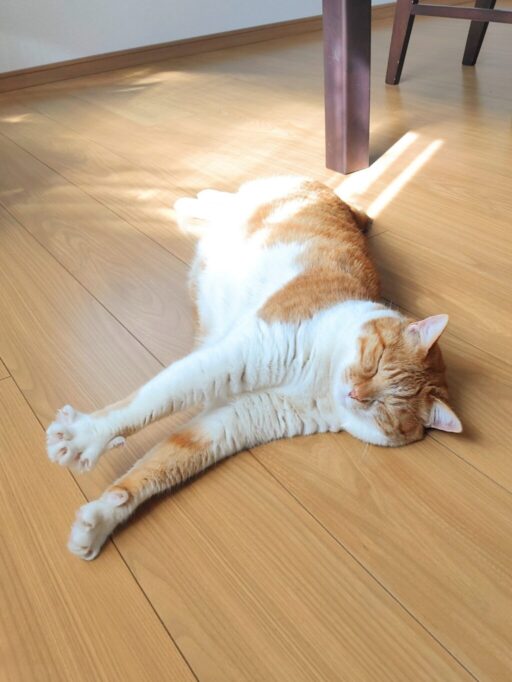 床に寝っ転がって伸びーする猫