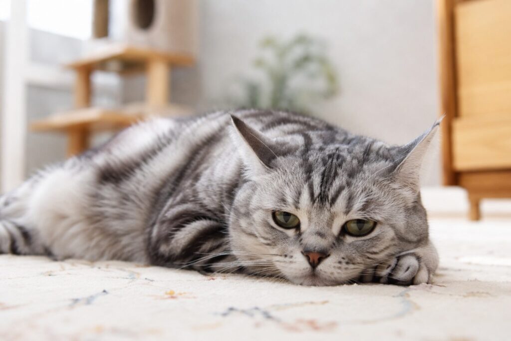 たれぱんだ化してる猫