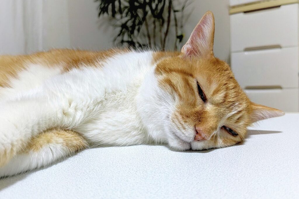 暑くてやる気の出ない猫