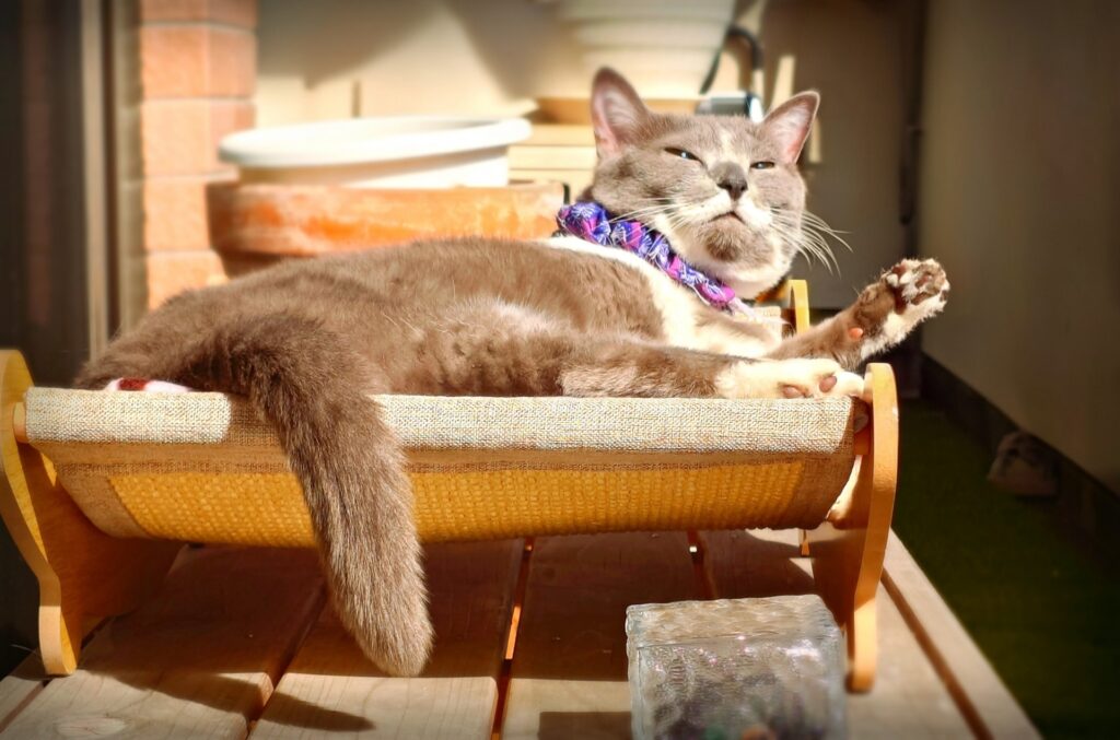 専用ベッドでひなたぼっこする猫