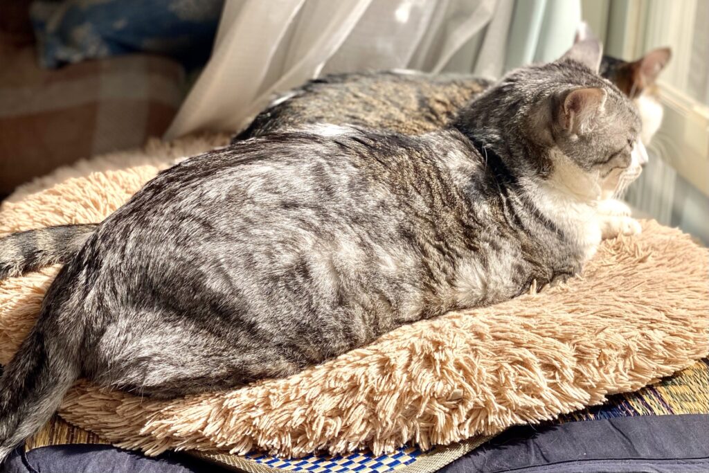 快適なひなたぼっこスペースに集まる猫たち