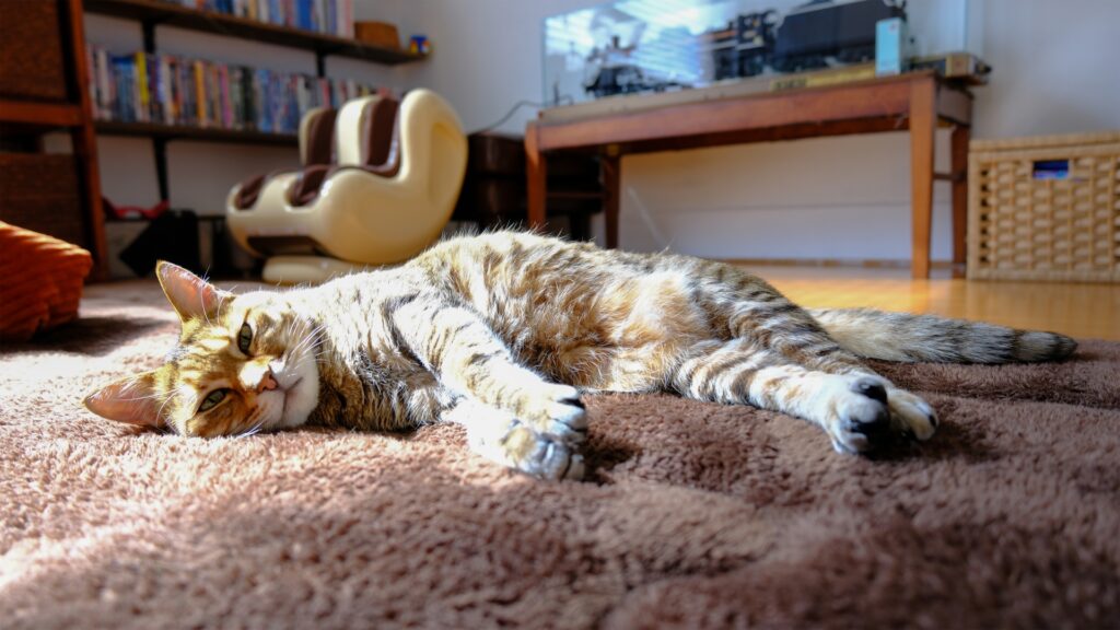 カーペットの上でひなたぼっこする猫