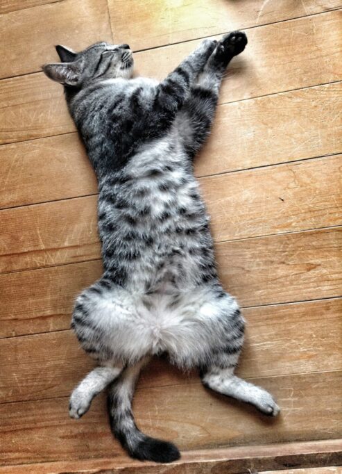 へそ天で床に寝転がる猫