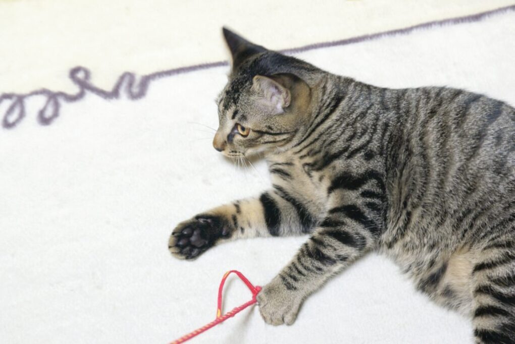 ひもで遊ぶ猫