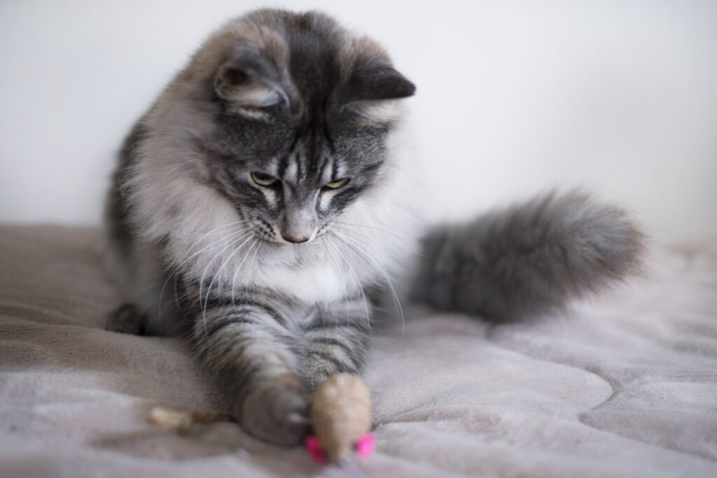ひげを全集中させて、おもちゃと遊んでる猫