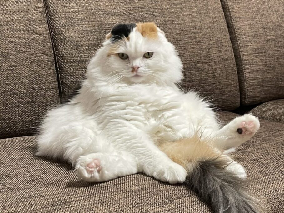 ソファの上でスコ座りしてるスコティッシュフォールド