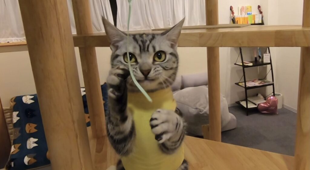 紐と遊ぶレオタードを着た猫