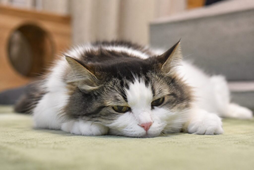 たれぱんだになってる猫