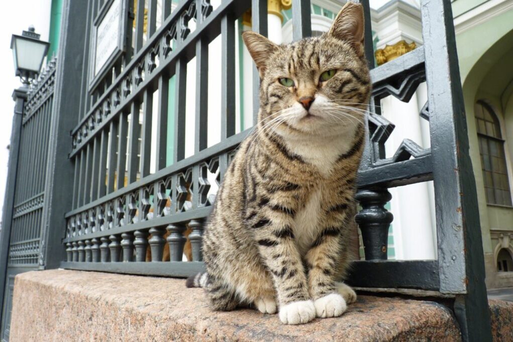 エルミタージュの猫