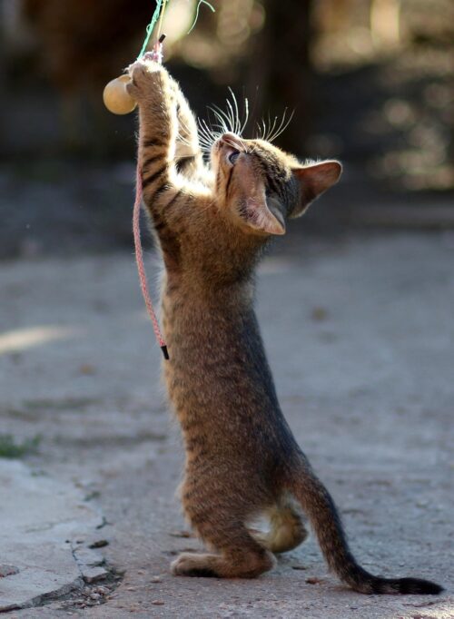 ヒゲを全集中して、おもちゃと遊んでる子猫
