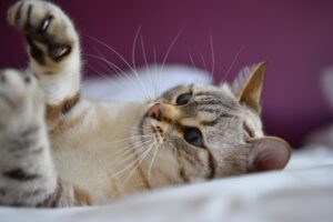 ひげを全集中してる猫