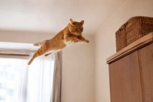 棚の上へ大ジャンプしてる猫