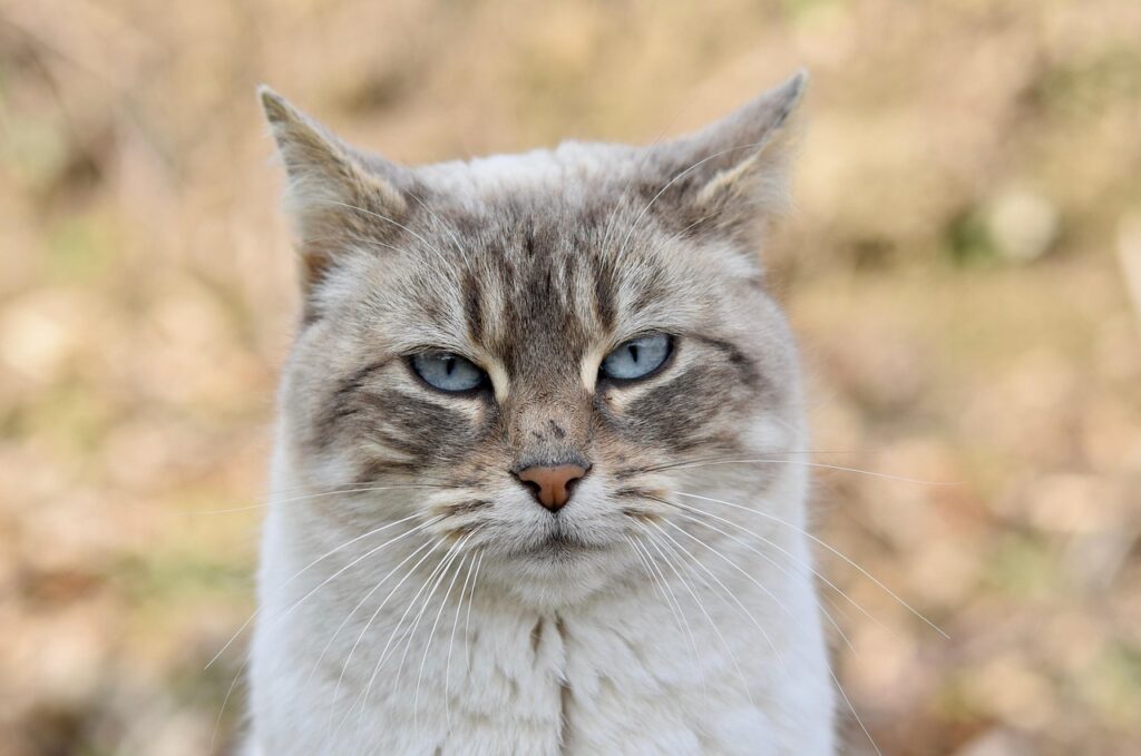 薄い青い瞳の猫