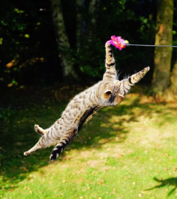 ジャンプしておもちゃと遊んでる猫