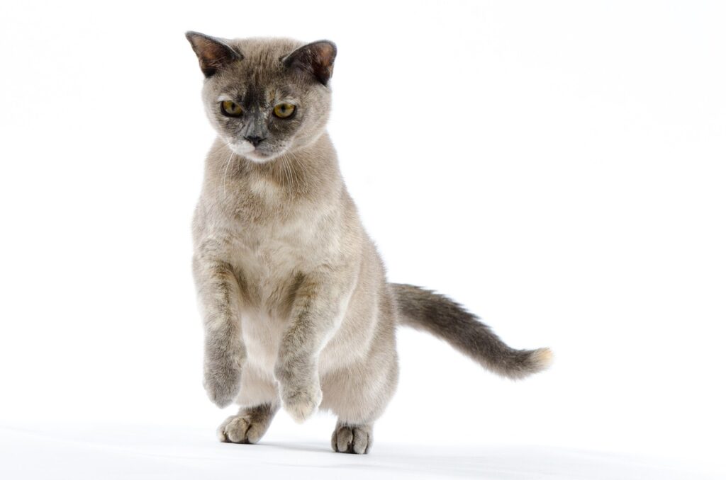 ジャンプしようとしてる猫