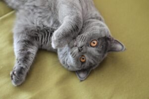 床に寝転がるブリティッシュショートヘア