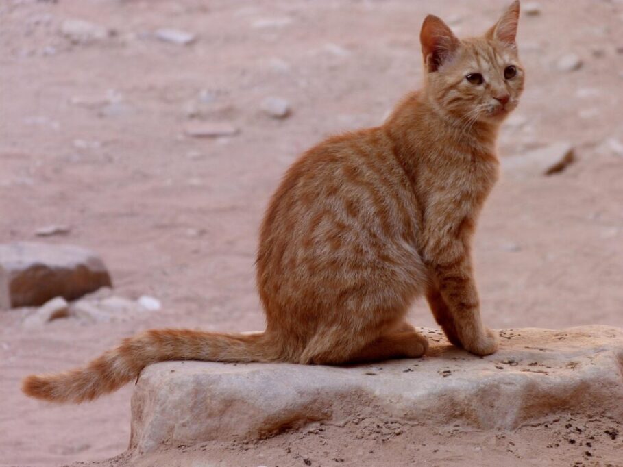砂漠に暮らす猫