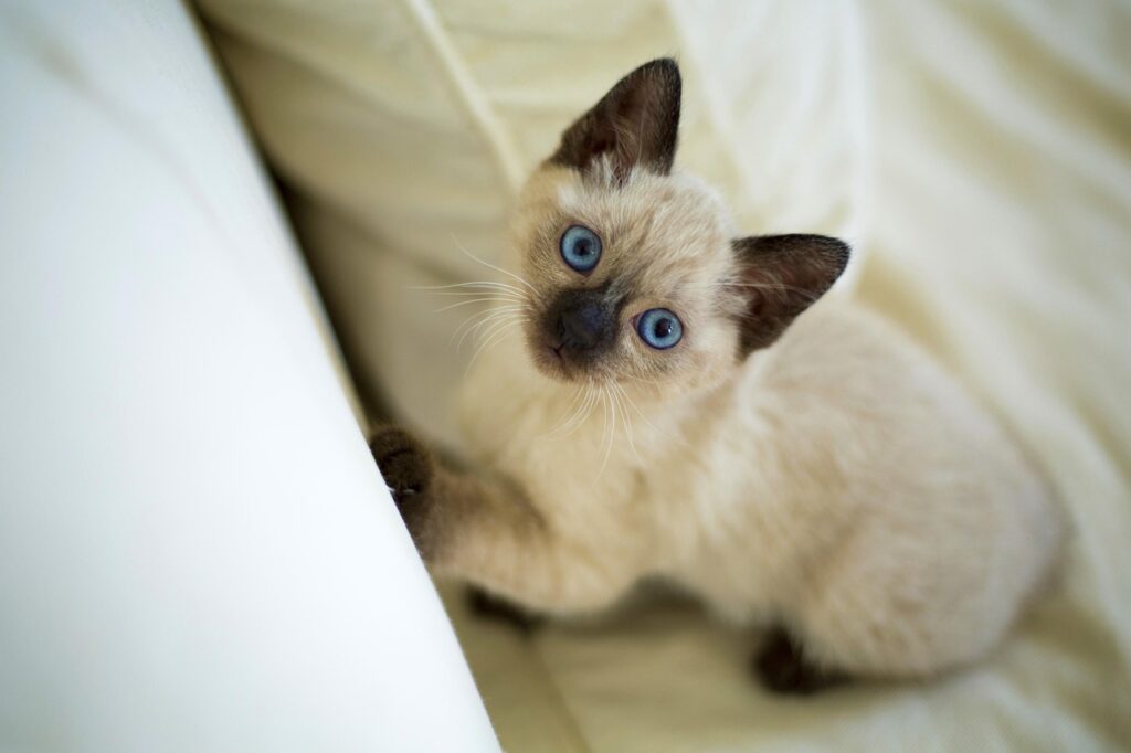 シャムネコの子猫