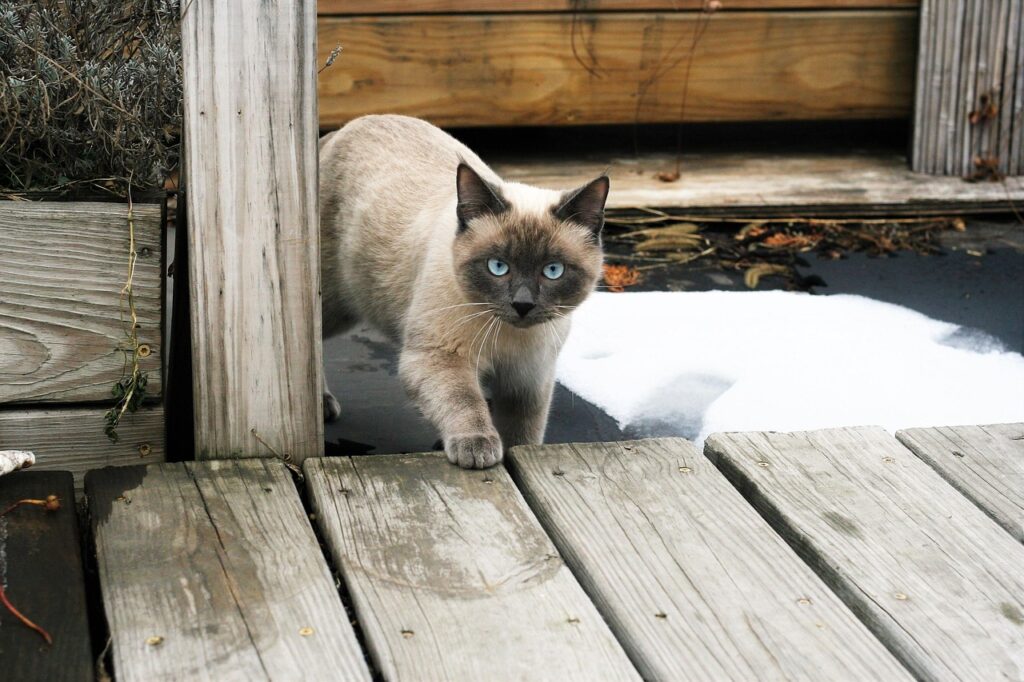 シャムネコの子猫