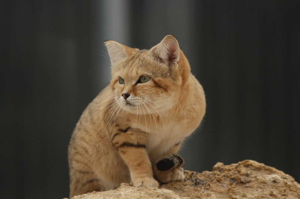 砂漠に生きる猫
