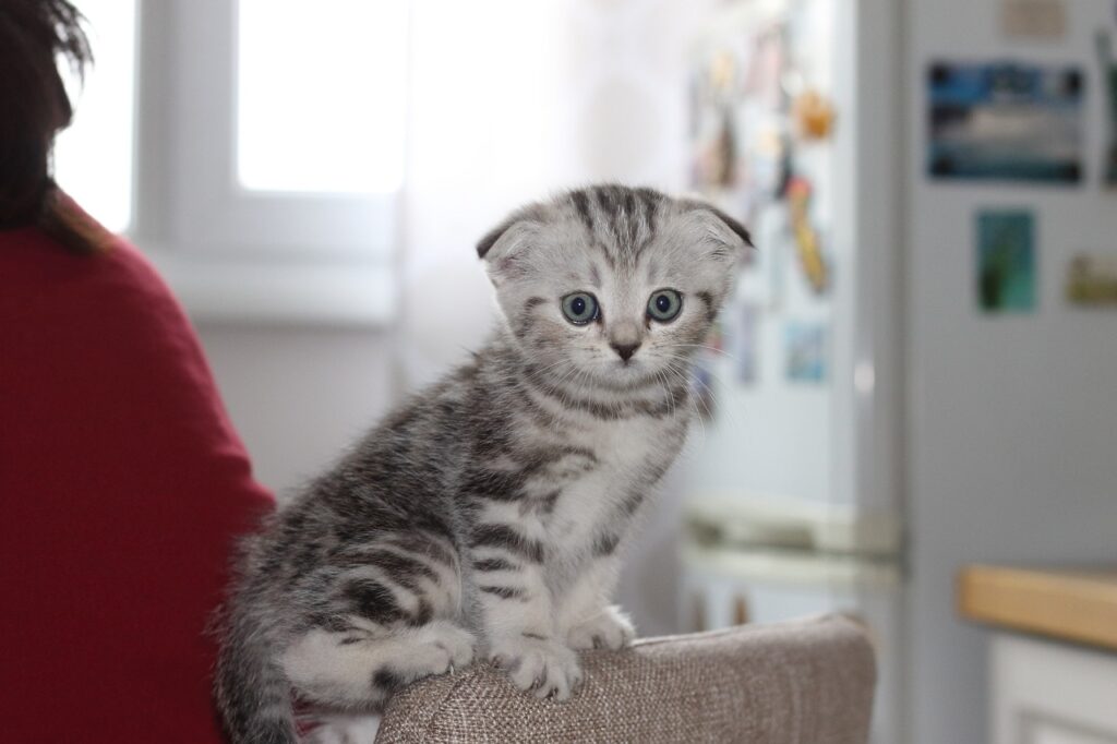スコティッシュフォールドの子猫