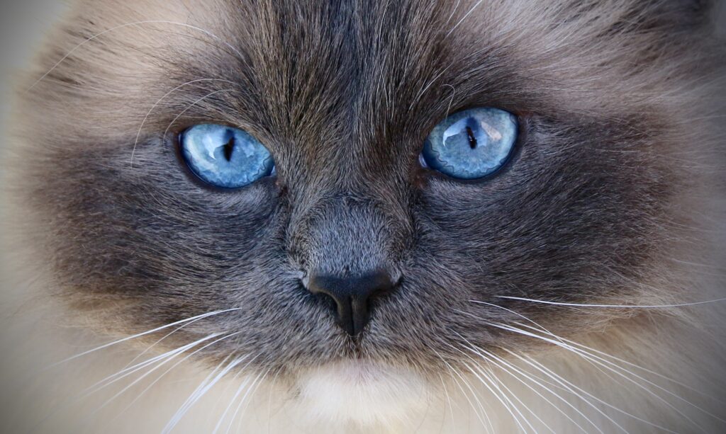 青い瞳の猫のどあっぷ