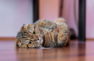 床に寝っ転がる猫