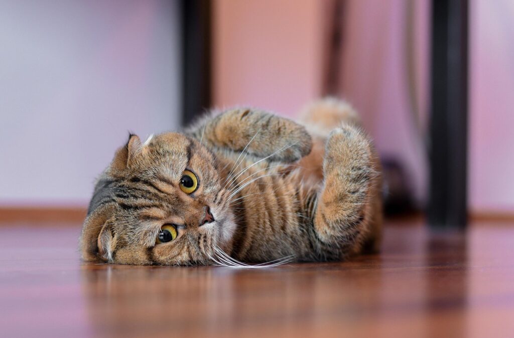 床に寝っ転がる猫