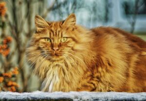 雪の上にたたずむノルウェージャンフォレストキャット