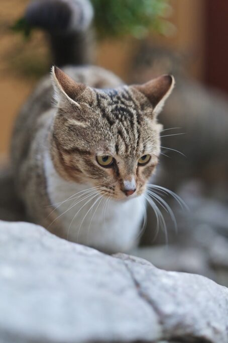 ややイカ耳ぎみの猫