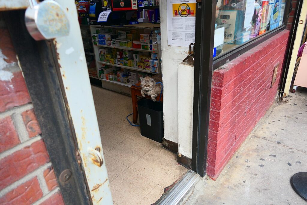 お店の入り口でお客さんを眺めるボデガキャット