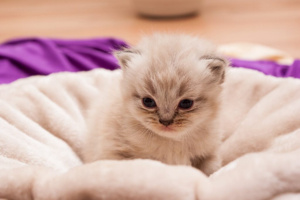 眠そうな、ふわふわの子猫