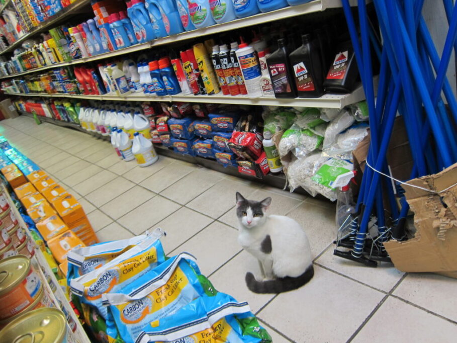 お店の中にたたずむボデガキャット